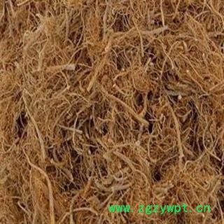 圣草康园三七 三七根须图2