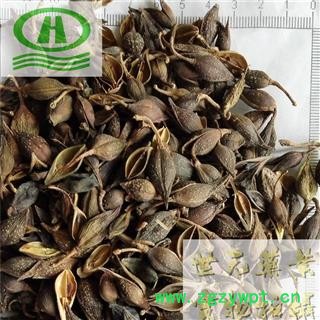 世元药业 青连翘 青翘 正品水煮 黄花条 连壳 落翘 黄奇丹 药批专供各类中药图2