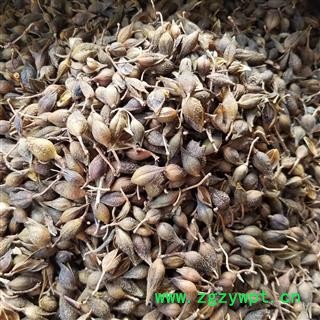 好连翘 青翘水煮选货 0.4筛以上 产地 陕西省图2