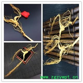 人参 山参 长白山林下山参 单支重约10克整箱拿货便宜图3