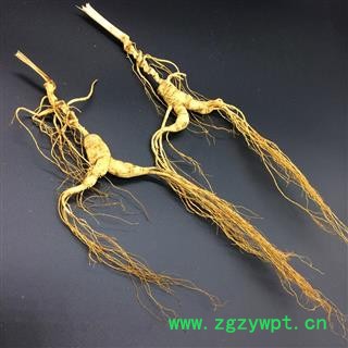 人参 山参 长白山林下山参 单支重约10克整箱拿货便宜图2