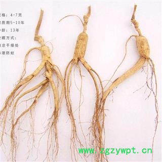 山参 产地直邮林下山参 12年 无人为粘接 单支重约6克7克图2