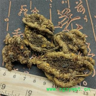 川黄连 姜连 鸡爪黄连 黄连图3