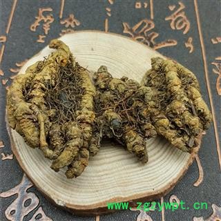 川黄连 姜连 鸡爪黄连 黄连图4