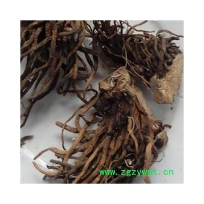 圣草康园藜芦 黎芦 力芦 山葱 人头发 黑紫藜芦