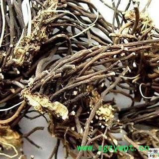 圣草康园藜芦 黎芦 力芦 山葱 人头发 黑紫藜芦图2