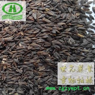 世元药业 黑巨胜 正品 黑生菜籽 非黑芝麻 别称 黑生菜子 莴苣子 莴苣 莴苣笋 莴菜 香莴笋【全品除尘中药】图2