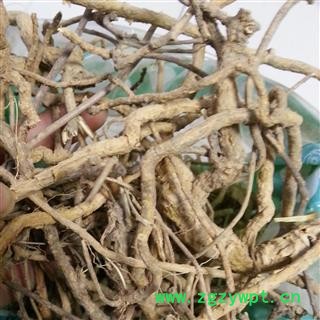 圣草康园 中药材鸡骨香木沉香 土沉香 驳骨消 过山香图2