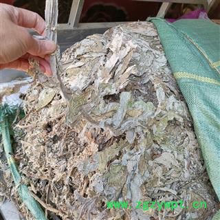 圣草康园洋蓟 洋蓟叶 洋百合百合朝鲜蓟图2