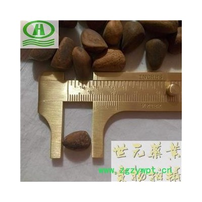 世元药业 海松子 药用生松子（非食用级别）