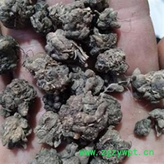 猫爪草 猫爪草 家种猫爪草中选货1.0-1.4  产地 安徽省图3