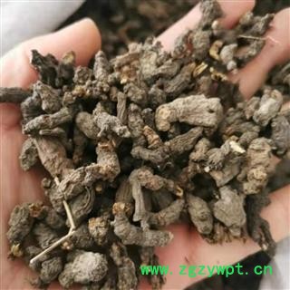 天葵子 天葵子统货 产地 四川省图2