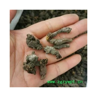 天葵子 天葵子统货 产地 四川省