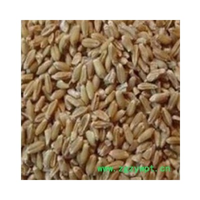 浮小麦 统货 产地 河南 正品 包含量 本店经营品3000余种中药材冷背中药材【安徽省冰源堂药业】