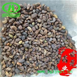 世元药业 女贞子 水洗 纯月牙女贞子 净货 优质 打折 促销图2