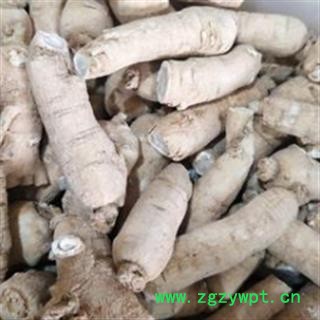 西洋参 西洋参 产地直销新货大短支西洋参个。一手货源 产地 吉林省图2