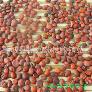 【振兴药材】中药材批发供应【酸枣仁】图3