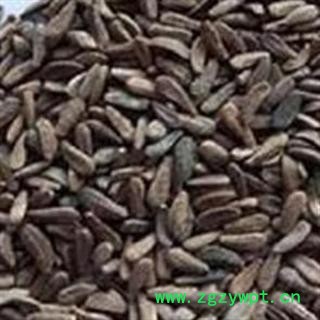 牛蒡子 统货 产地 甘肃省 产地直供 支持线上保障交易图2