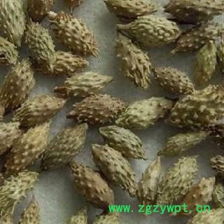 苍耳子 统货 产地 山东省东营市利津县 产地直供 支持线上保障交易 安徽省冰源堂药业经营品3000余种中药材【冷背中药材】图3