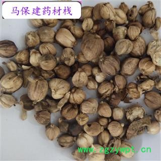 白豆蔻 白豆蔻选货 产地 广西壮族自治区图2