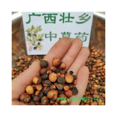 广西壮乡中草药 野生 正宗 2021年鲜货 地下明珠 落地珍珠 一滴金丹 茅膏菜根 产地 广西 融水苗族自治县