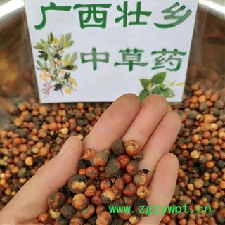 广西壮乡中草药 野生 正宗 2021年鲜货 地下明珠 落地珍珠 一滴金丹 茅膏菜根 产地 广西 融水苗族自治县图4