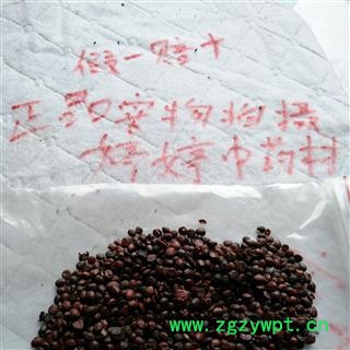 酸枣仁 炒酸枣仁  正品国产货 统 产地 山东省枣庄市薛城区图3