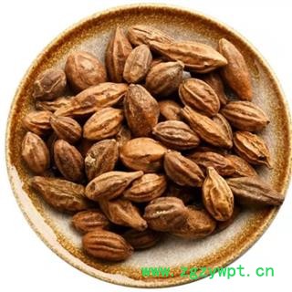 诃子 诃子统个 产地 广西壮族自治区图3