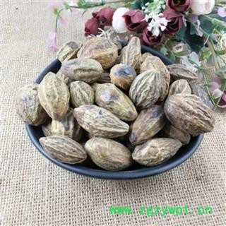 诃子 诃子统个 产地 广西壮族自治区图4