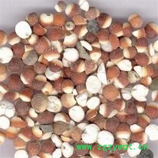 芡实 统货 产地 广东省图2