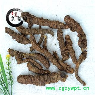 羌活 选条 产地四川 药典标准 地道良药馆1000克直销 品种齐全 一站购齐图3