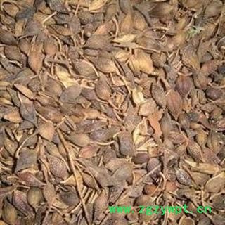 连翘 青翘 统货 产地 山西省晋中市昔阳县 产地直供 支持线上保障交易图2