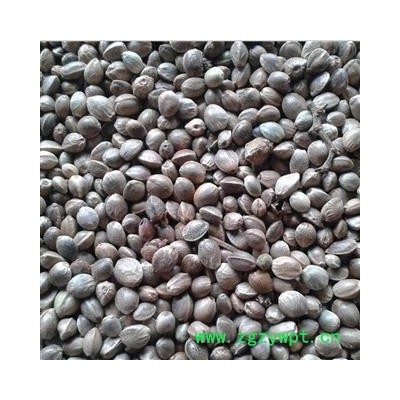 巴马火麻子 火麻仁1000克