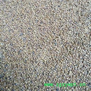 决明子统产地山东省烟台市莱阳市图2