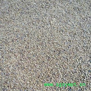 决明子统产地山东省烟台市莱阳市图3