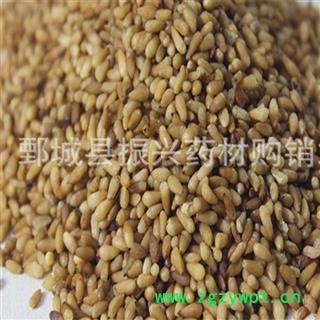 柏子仁 统货 产地 山东省 振兴中药 产地直销 重在品质图4