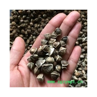 广西壮乡中草药 印度进口 专业批发 辣木籽 颗粒饱满 果实圆润 去白衣 好选货 产地 印度