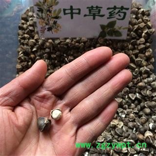 广西壮乡中草药 印度进口 专业批发 辣木籽 颗粒饱满 果实圆润 去白衣 好选货 产地 印度图3