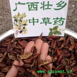 广西壮乡中草药 野生 含量高 金樱子肉 金樱肉 产地 广西柳州图2