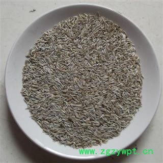 生菜籽 白生菜籽 1000克图3