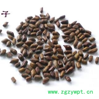 草决明 1000克 决明子图2