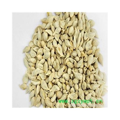 【振兴中药】中药材批发供应【橘核】