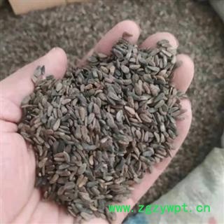 牛蒡子 牛蒡子净货 产地 山西省图4