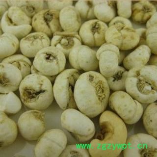 平贝母 精品平贝母大选货0.8 产地 辽宁省图2