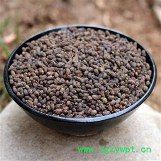 女贞子 女贞子腰果净货 产地 陕西省秦岭山区