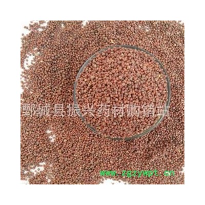 【振兴药材】中药材批发供应【炒莱菔子】