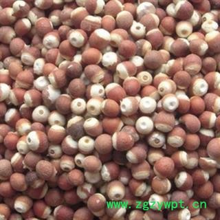 芡实 芡实10厘个产地 广东省 振兴中药 产地直销 重在品质图3