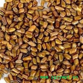 决明子 统货 产地 山东省枣庄市滕州市 产地直供 支持线上保障交易 安徽省冰源堂药业经营品3000余种中药材【冷背中药材】图2