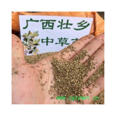 广西壮乡中草药 野生 小籽 手采 纯净货 含量高 蛇床子 产地直销 产地 广西柳州