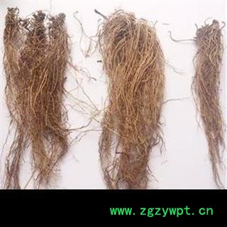 细辛 5年生 无硫水洗货  地道药材 产地 辽宁省图3